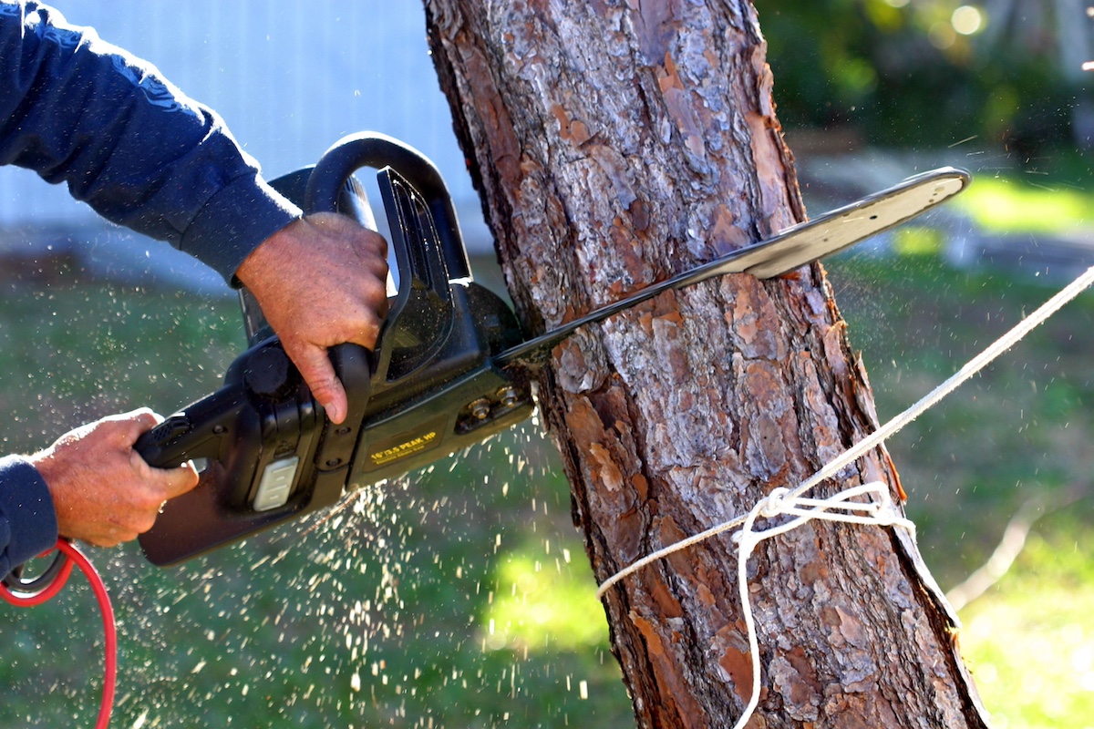 DIY vs. Professional Tree Removal: Why Hiring Experts Is Safer hero image