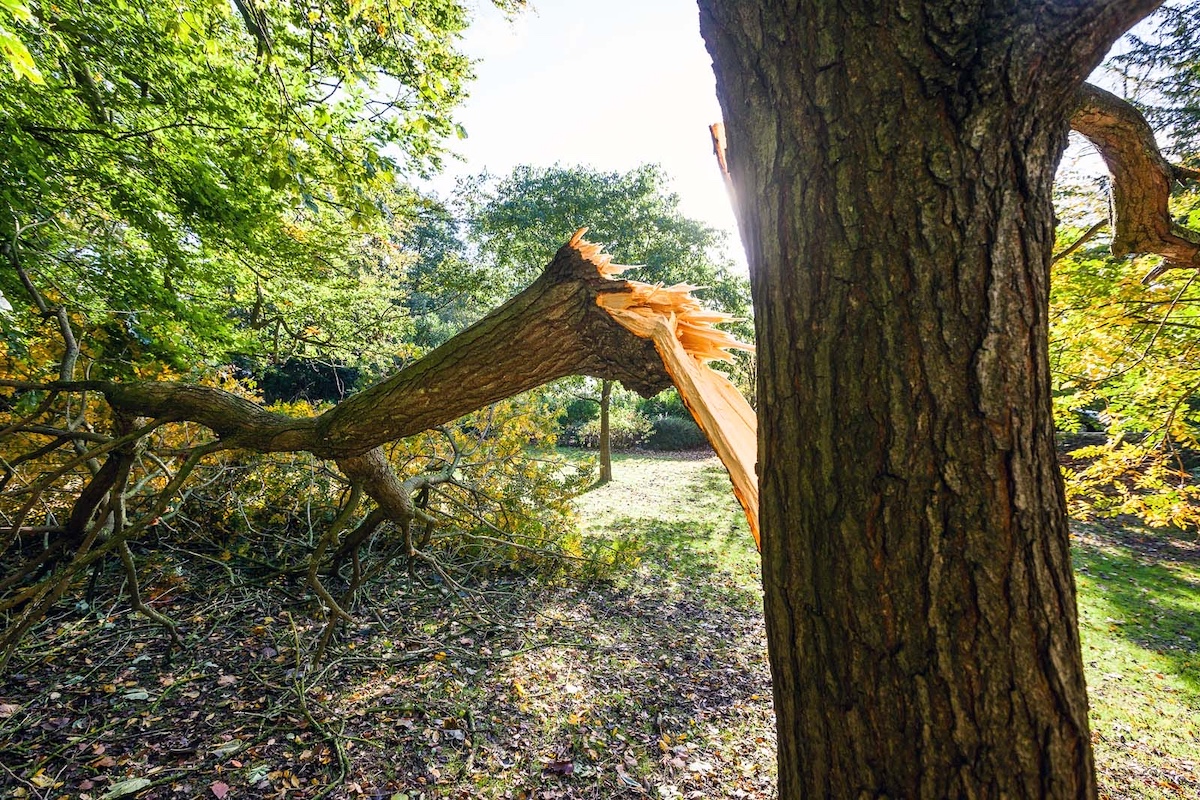 Storm-Damaged Trees: What to Do After Severe Weather hero image