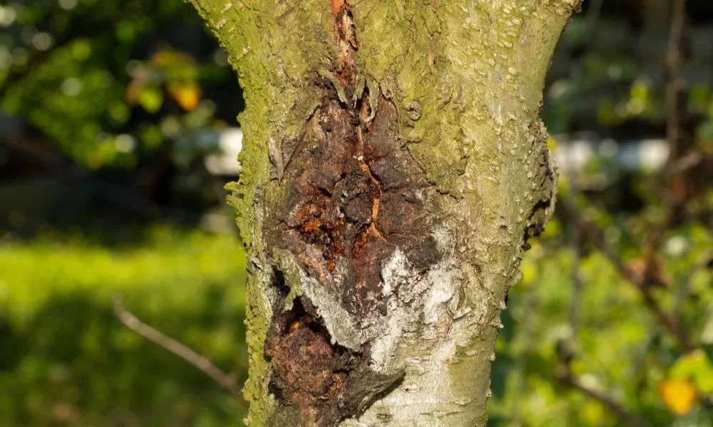 Top Tree Diseases in Michigan & How to Prevent Them hero image