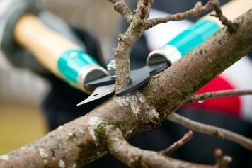 Tree Trimming & Pruning service image