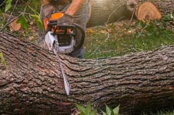 Tree Removal service image