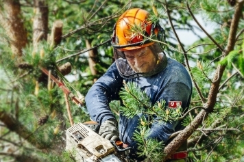 Emergency Tree Services service image