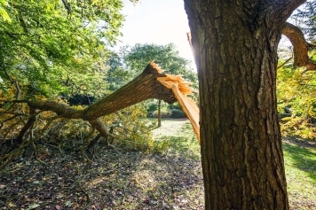 blog image Storm-Damaged Trees: What to Do After Severe Weather