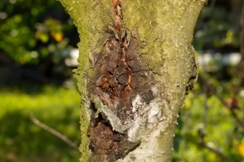 blog image Top Tree Diseases in Michigan & How to Prevent Them