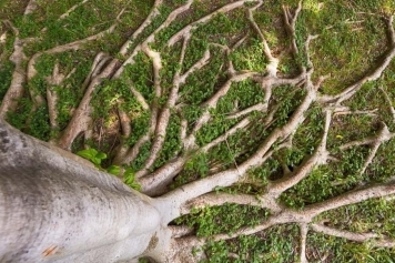 blog image Tree Roots and Your Property: Preventing Damage to Sidewalks & Foundations