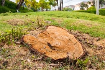 Stump Grinding & Removal service image