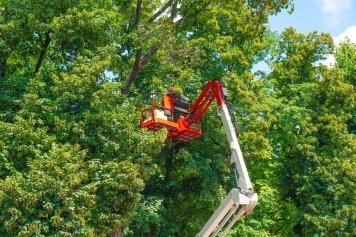 blog image The Benefits of Regular Tree Trimming & Pruning