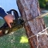 DIY vs. Professional Tree Removal: Why Hiring Experts Is Safer related image