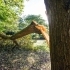 Storm-Damaged Trees: What to Do After Severe Weather related image