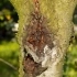 Top Tree Diseases in Michigan & How to Prevent Them related image