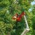 The Benefits of Regular Tree Trimming & Pruning related image