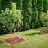 The Role of Trees in Boosting Property Value & Curb Appeal related image