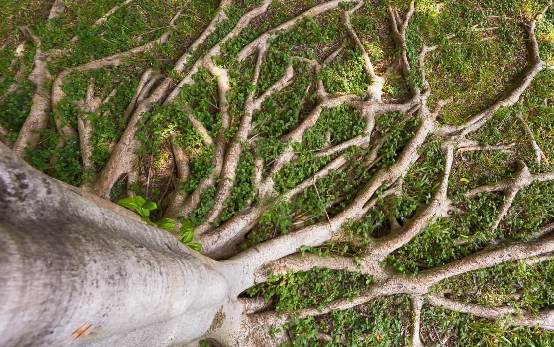 Tree Roots and Your Property: Preventing Damage to Sidewalks & Foundations hero image