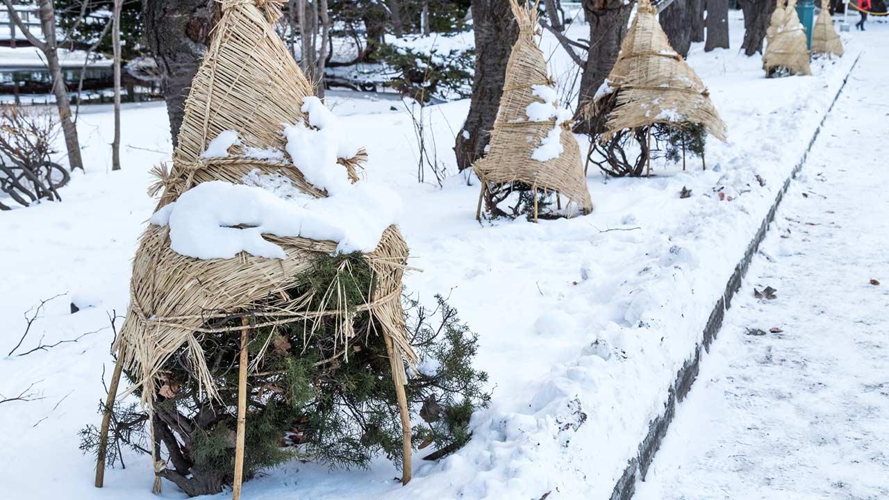 How to Prepare Your Trees for Winter Weather hero image