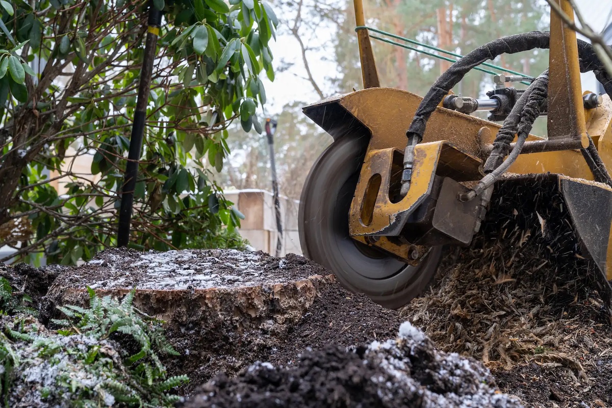 Why Stump Removal Is Important for Your Yard hero image