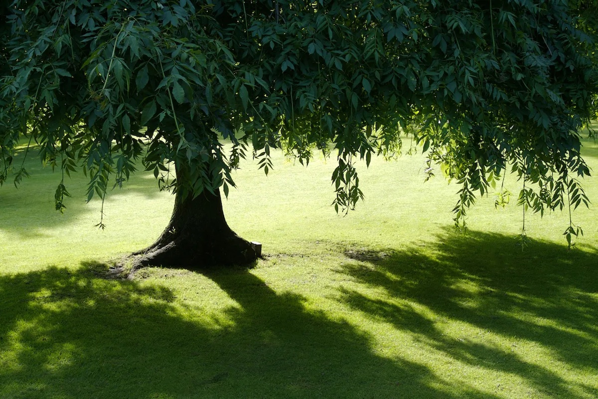 Best Trees to Plant for Shade & Beauty in Michigan hero image